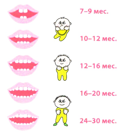Сроки прорезывания молочных зубов у детей