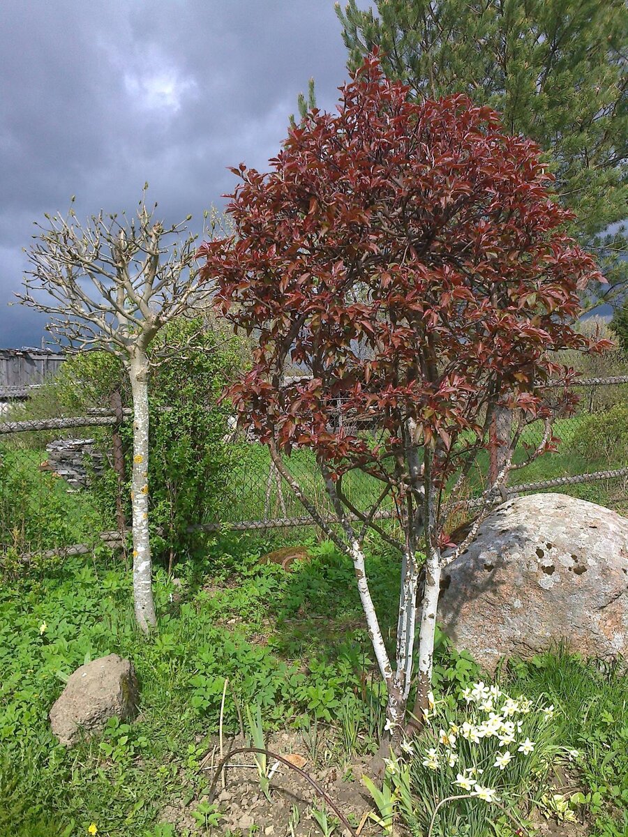 Весной бордовые листья