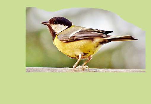 Дизайн на основе фото с pixabay