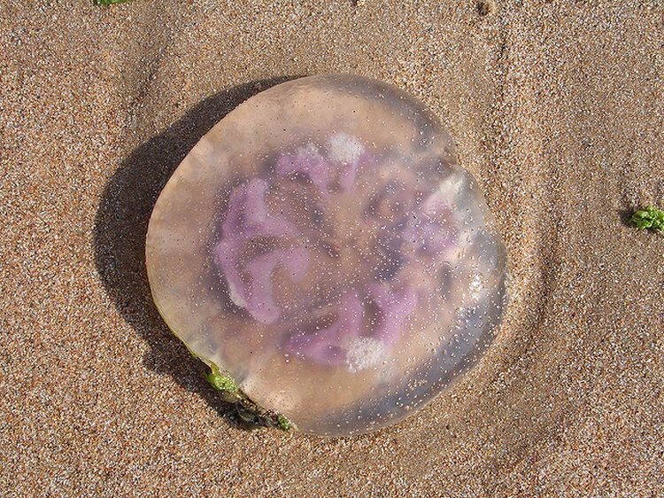 Медузы в мае. Ушастая медуза (Aurelia Aurita).