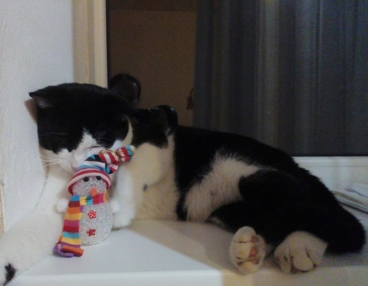 Фото автора. Пукки разобрал ёлку и спит.