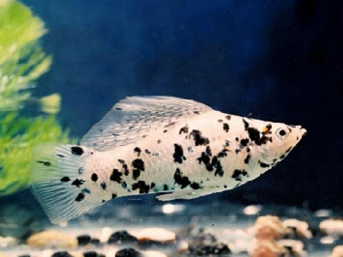 Семейство пецилиевых насчитывает около 170 видов оригинальных красочных рыбок, обитающих в различных водоемах Южной, Центральной и Северной Америки. Все входящие в семейство виды распределены на 26 родов. Наиболее многочисленные рода: гамбузии, лимии, пецилии, ксифофорусы. В природе пецилии коричневато-желтые, с двумя темными пятнами перед хвостовым плавником. В настоящие время существует много селекционных видов отличающихся разнообразной окраской и формой плавников.