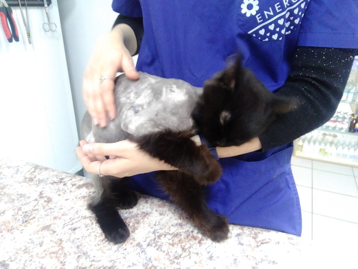 Это самый благодарный котёнок, из тех, кто у меня был на курировании) спасибо всем, кто дал ему шанс выбраться из Нефтекамска! 