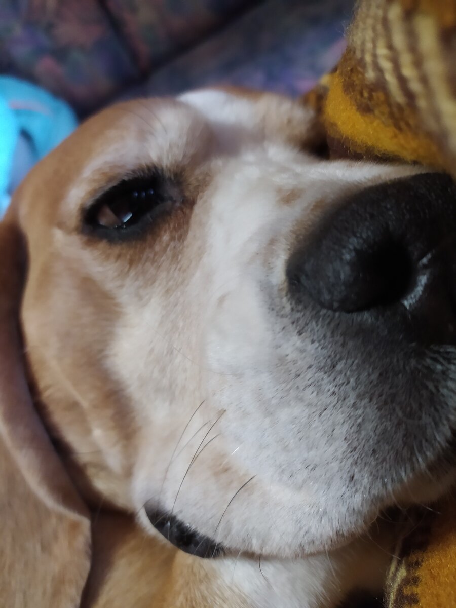 Морда пса. Фото автора.