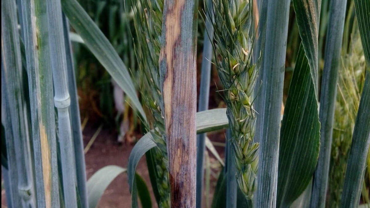 Фото:Анатолий Таракановский
Бактериоз влагалища листа 