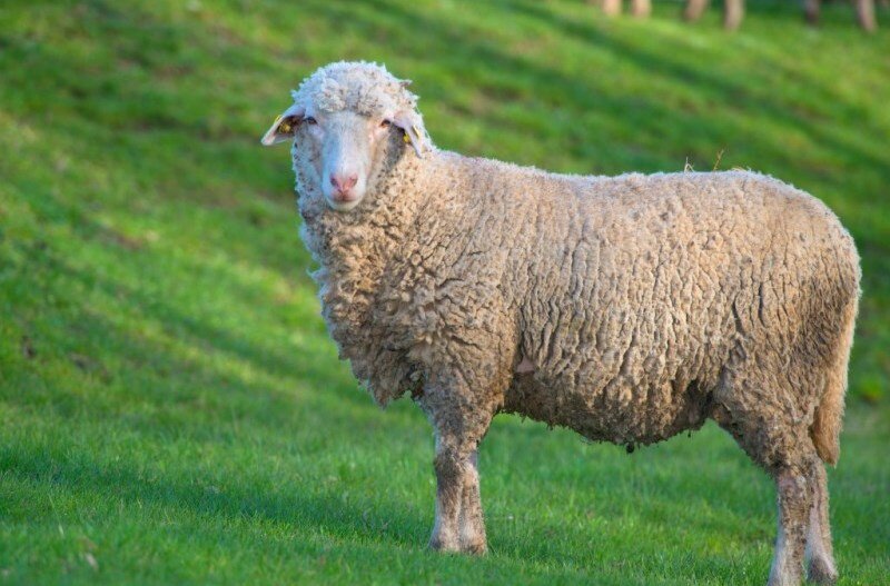 Такой породы баранов  мы покупали