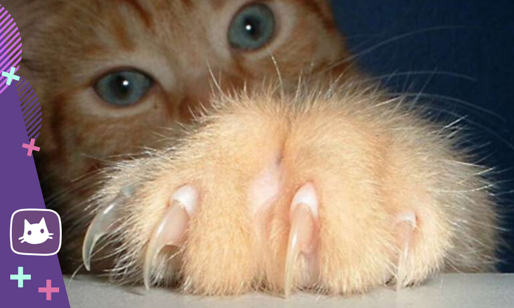 😿Жёсткая операция под названием «мягкие лапки» для кошек: что это ...