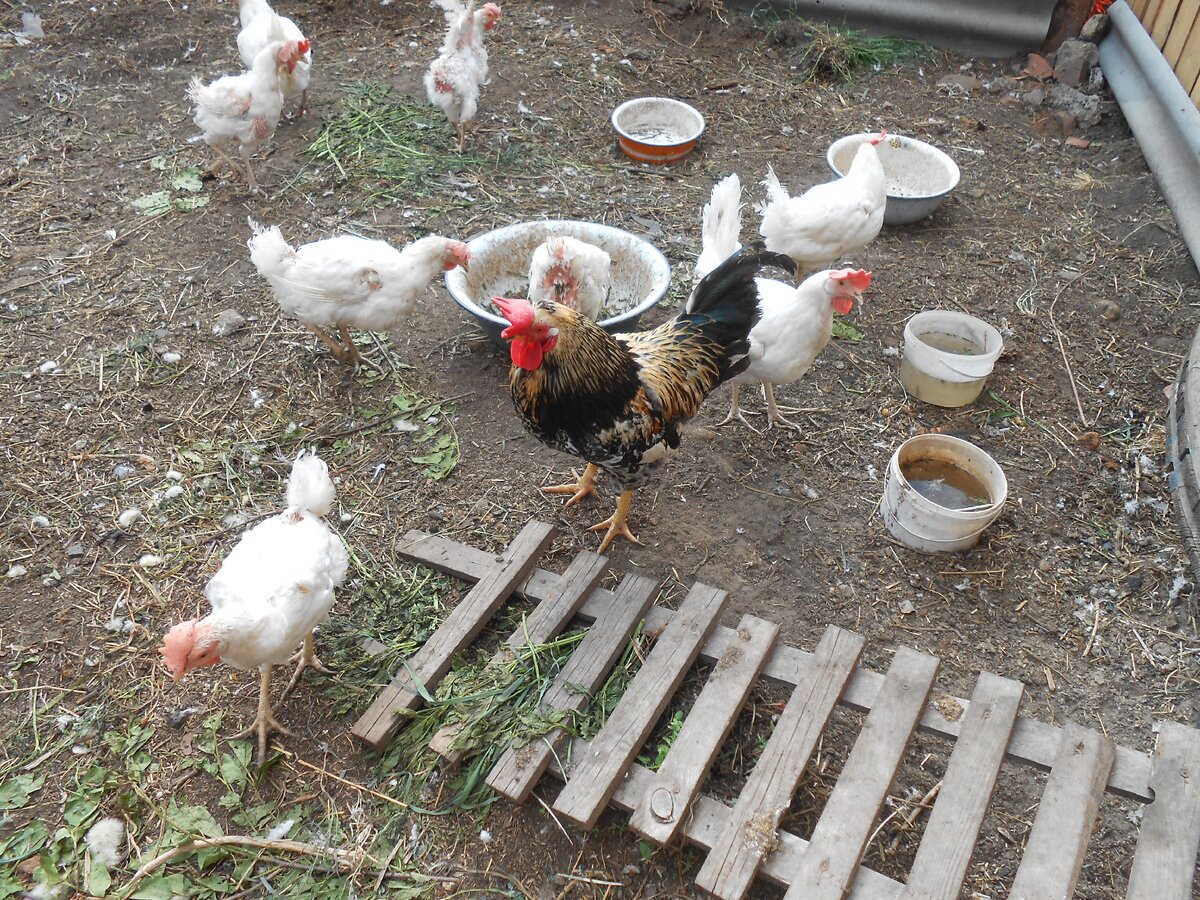 Петрундель бдит!