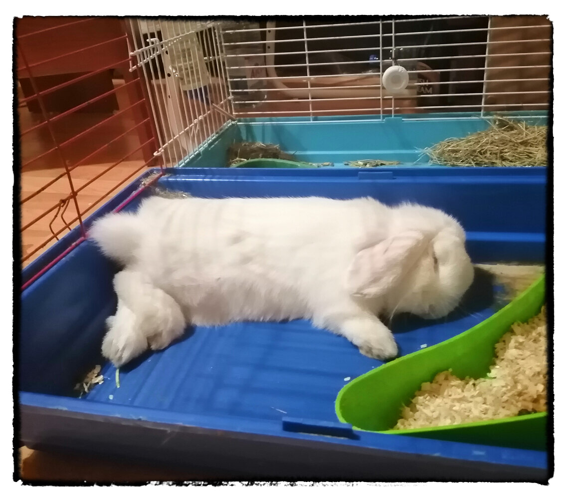 Он не умер, он просто так спит:)