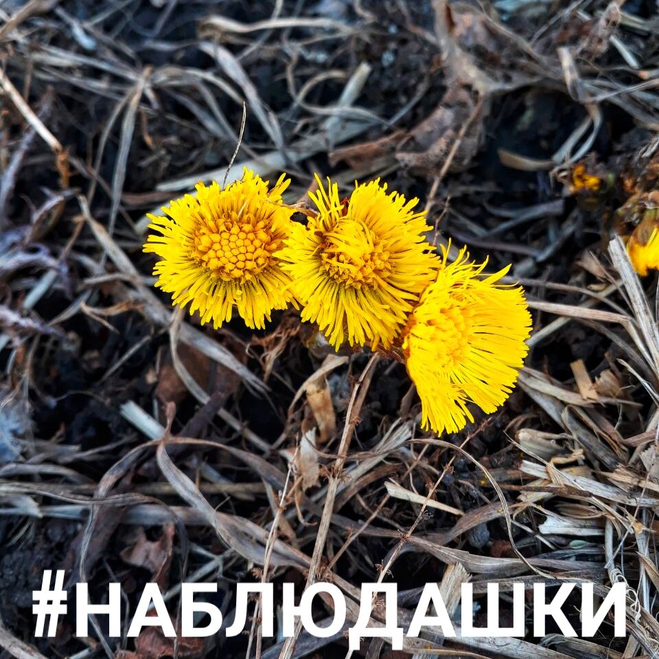 Наблюдашки. Накопления на лето