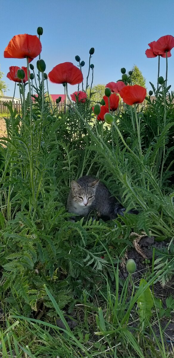 Спряталась от жары.