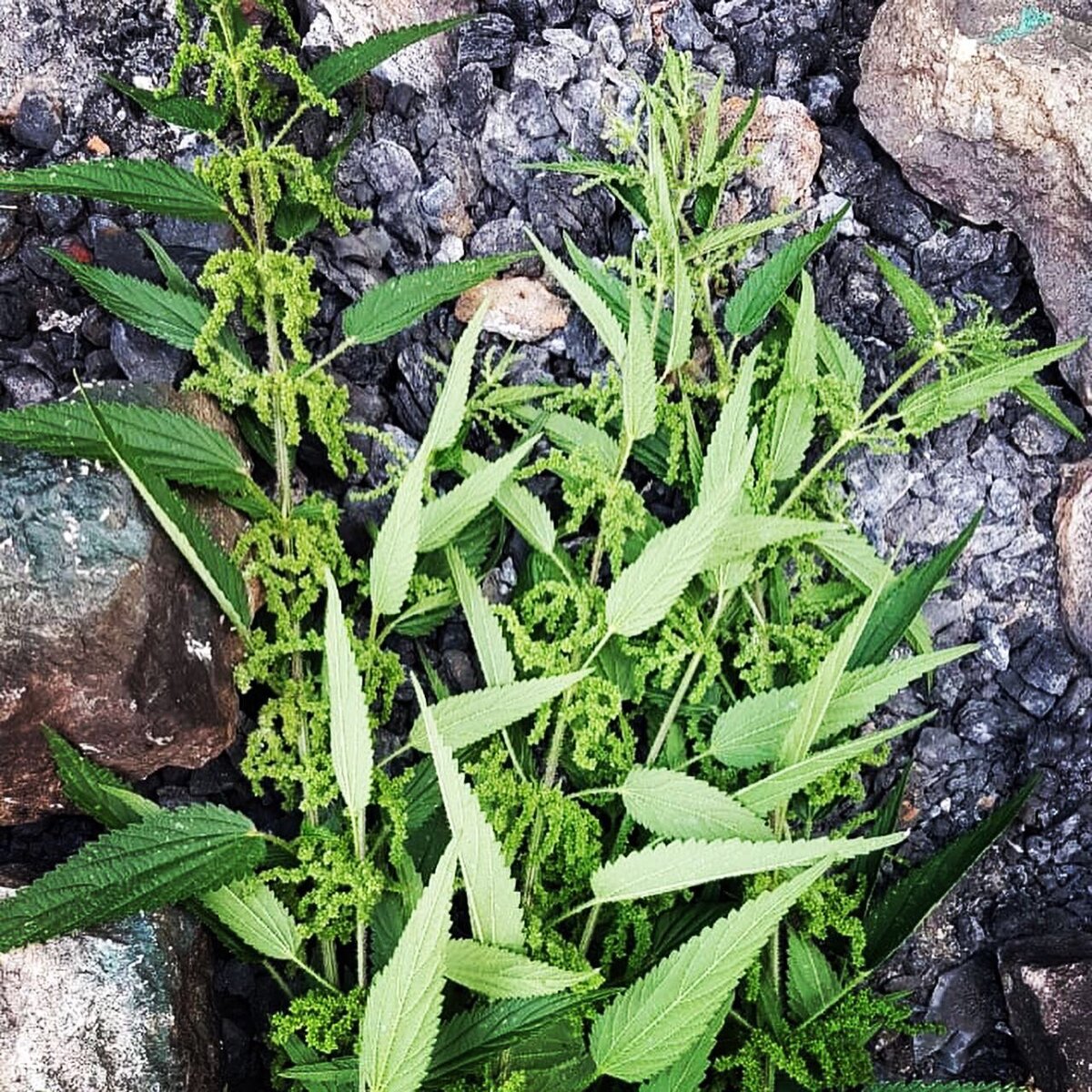 (С) Зелимхан Евлоев