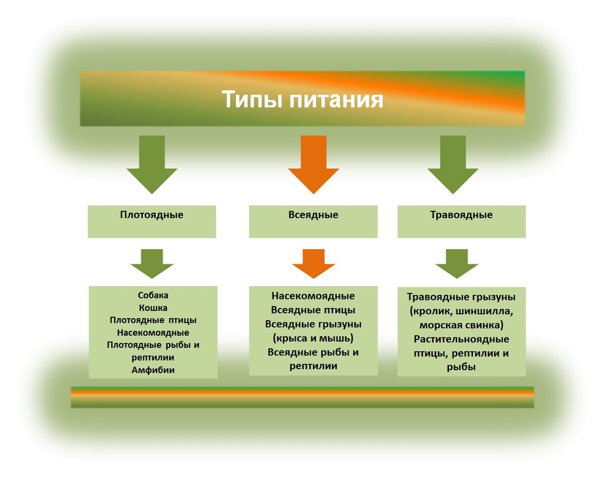 тип питания раст клетки фото 7