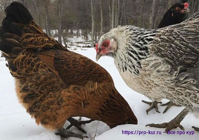 Правила содержания птицы в личных подсобных хозяйствах