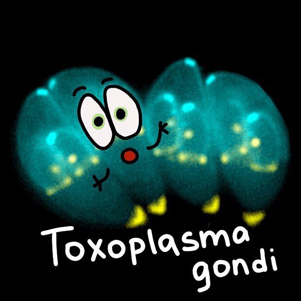 Вот она — Toxoplasma gondi собственной персоной