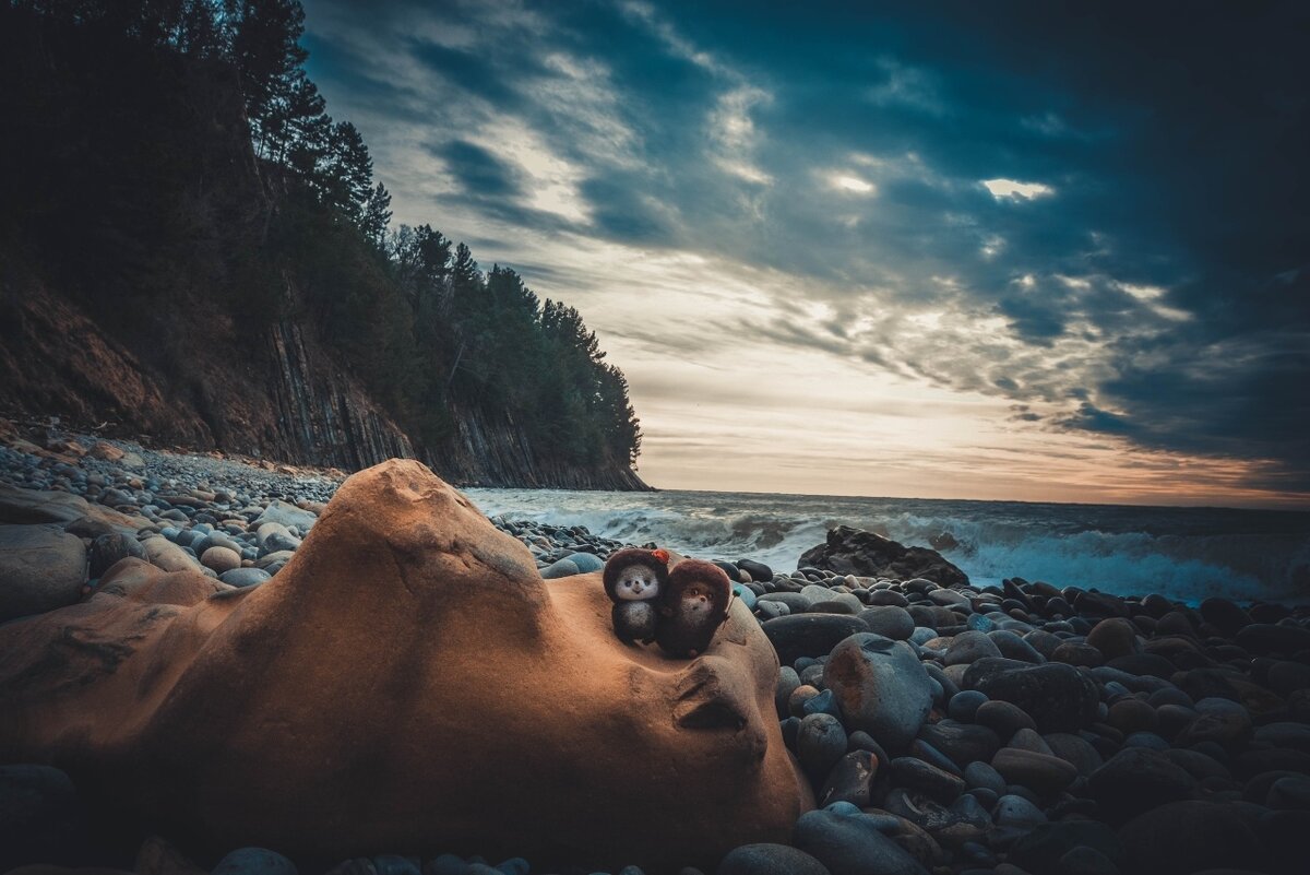 Ежи на диком пляже, близ Туапсе.