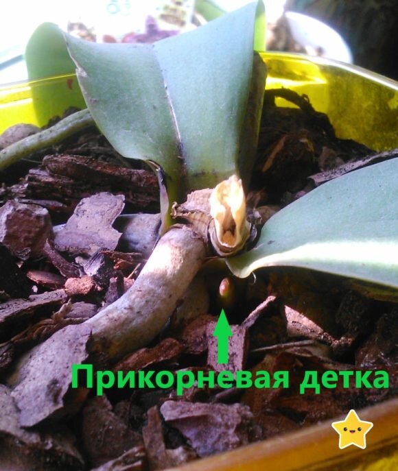 Проклевывается детка на бордовой Леонтине. 