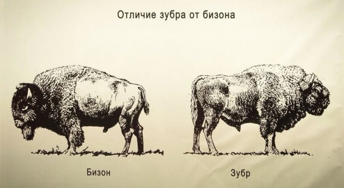 Зубр: Судьба более трагичная, чем у американских родственников. Чем отличается бизон от зубра?1