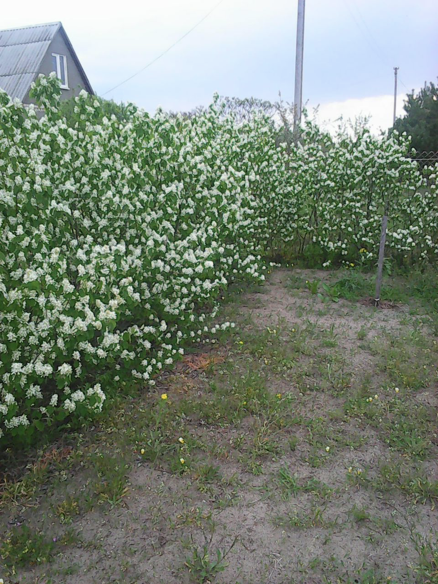 Живая изгородь из ирги. Ирга колосистая изгородь. Ирга колосистая Живая изгородь. Ирга канадская Ламарка Живая изгородь. Ирга колосистая куст.