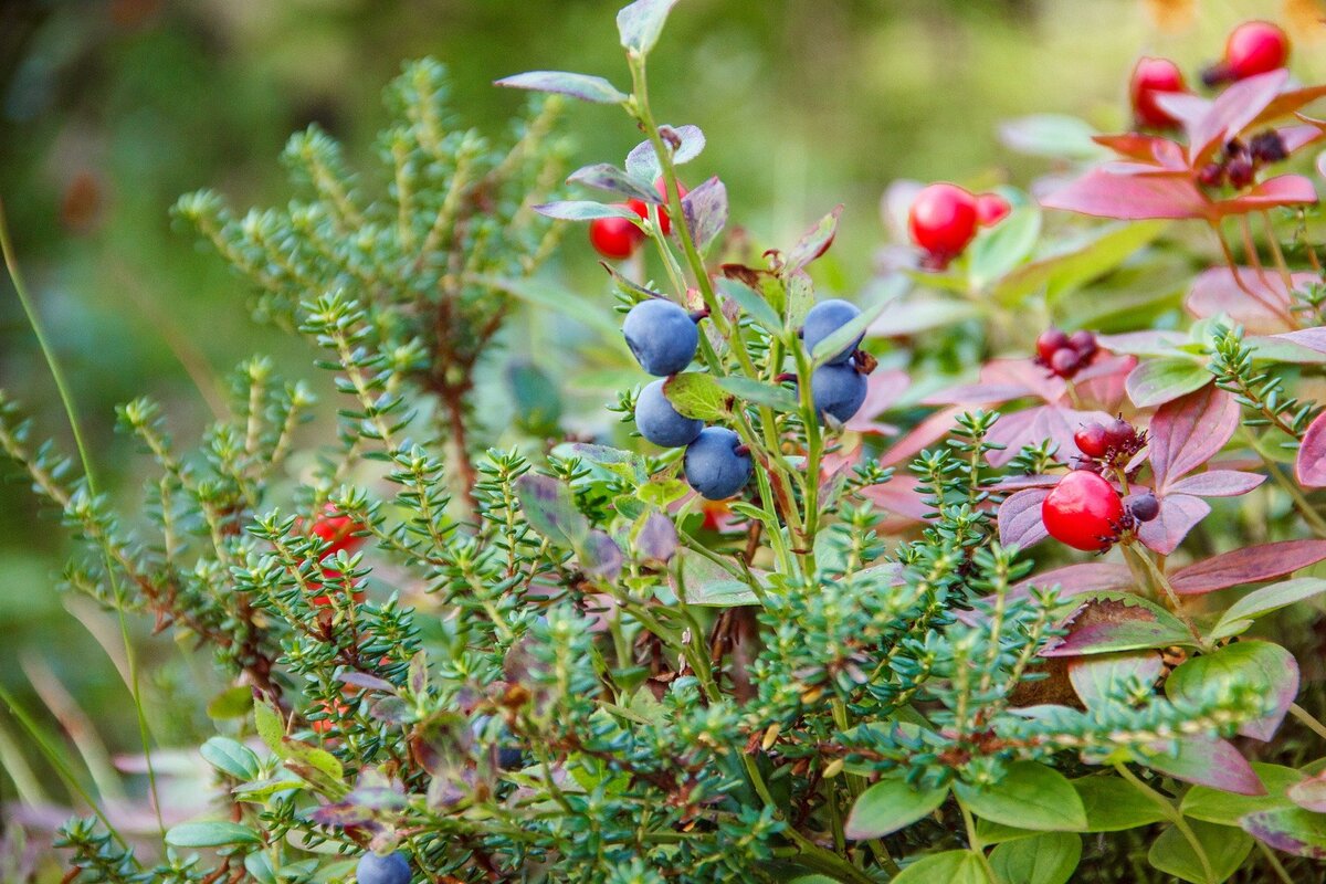 фото:pixabay.com