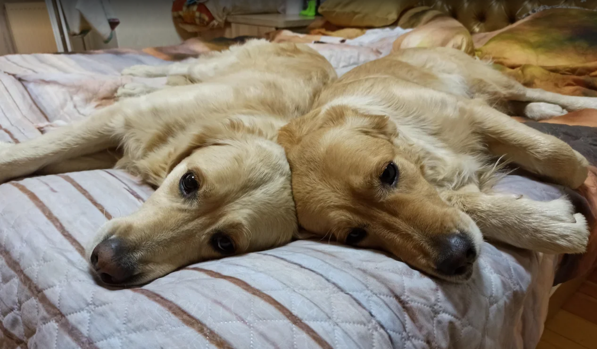 Куба и Ляля