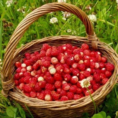 Земляники спелой лукошко. 