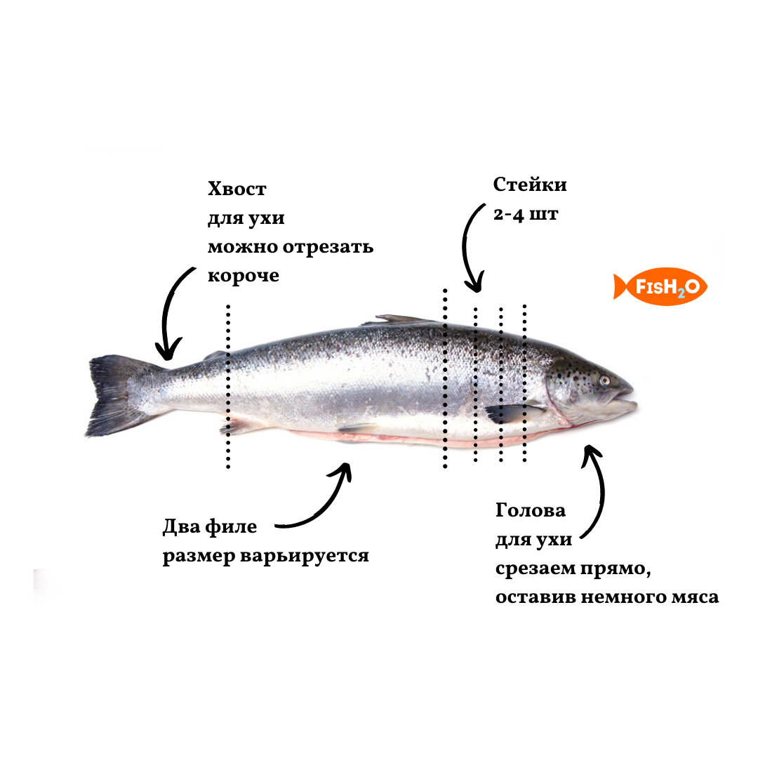 Разделка рыбы отходы. Части рыбы схема разделки. Схема разделки форели. Схема разделки лосося. Строение рыбы форель.