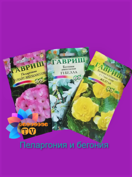 Самое время для посадки пеларгонии и бегонии