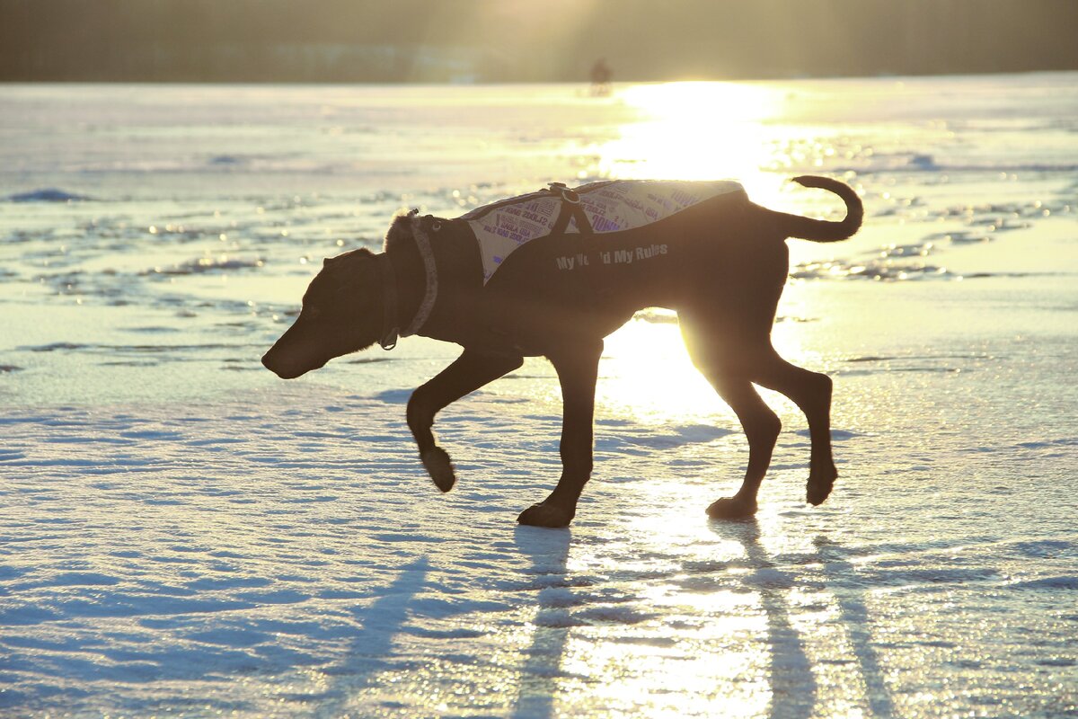 в лучах заката