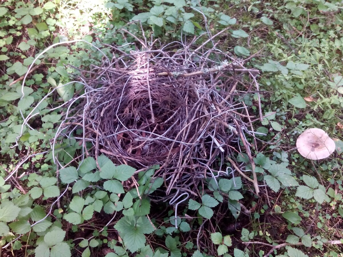 Воронье гнездо