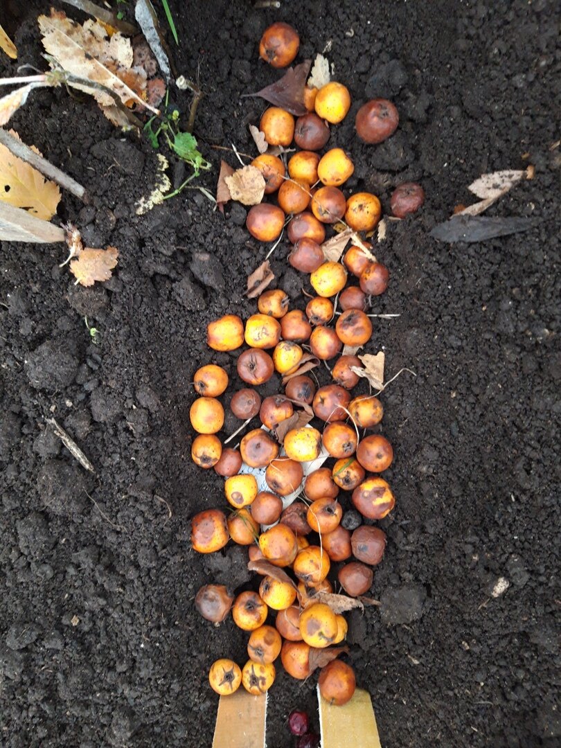 Боярышник точечный ф. золотистый (Crataegus punctata f. aurea)