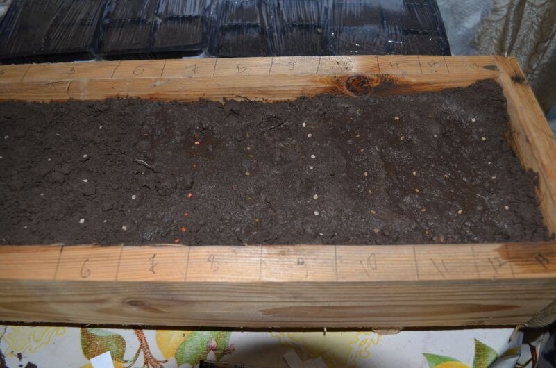 Вот так в ящики сею семена томатов.