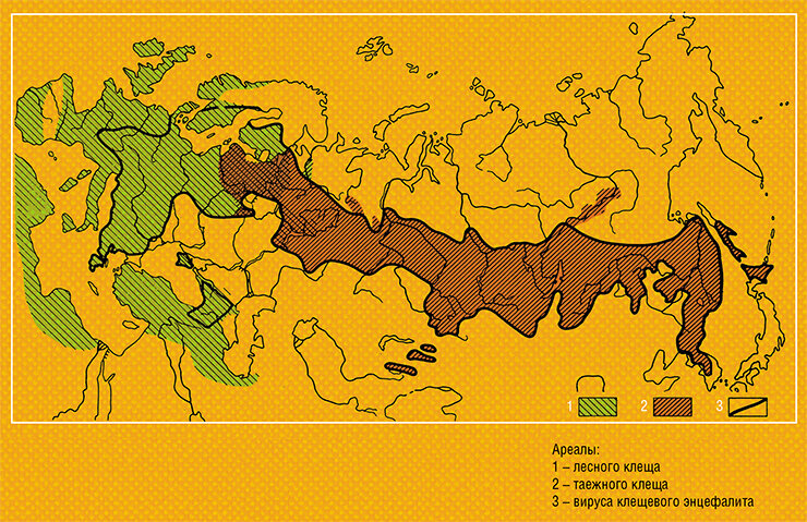 Где водятся энцефалитные клещи. Ареал распространения клещевого энцефалита в России. Ареал распространения клещевого энцефалита в мире. Ареал распространения энцефалитных клещей в мире. Ареал распространения энцефалитных клещей в России.