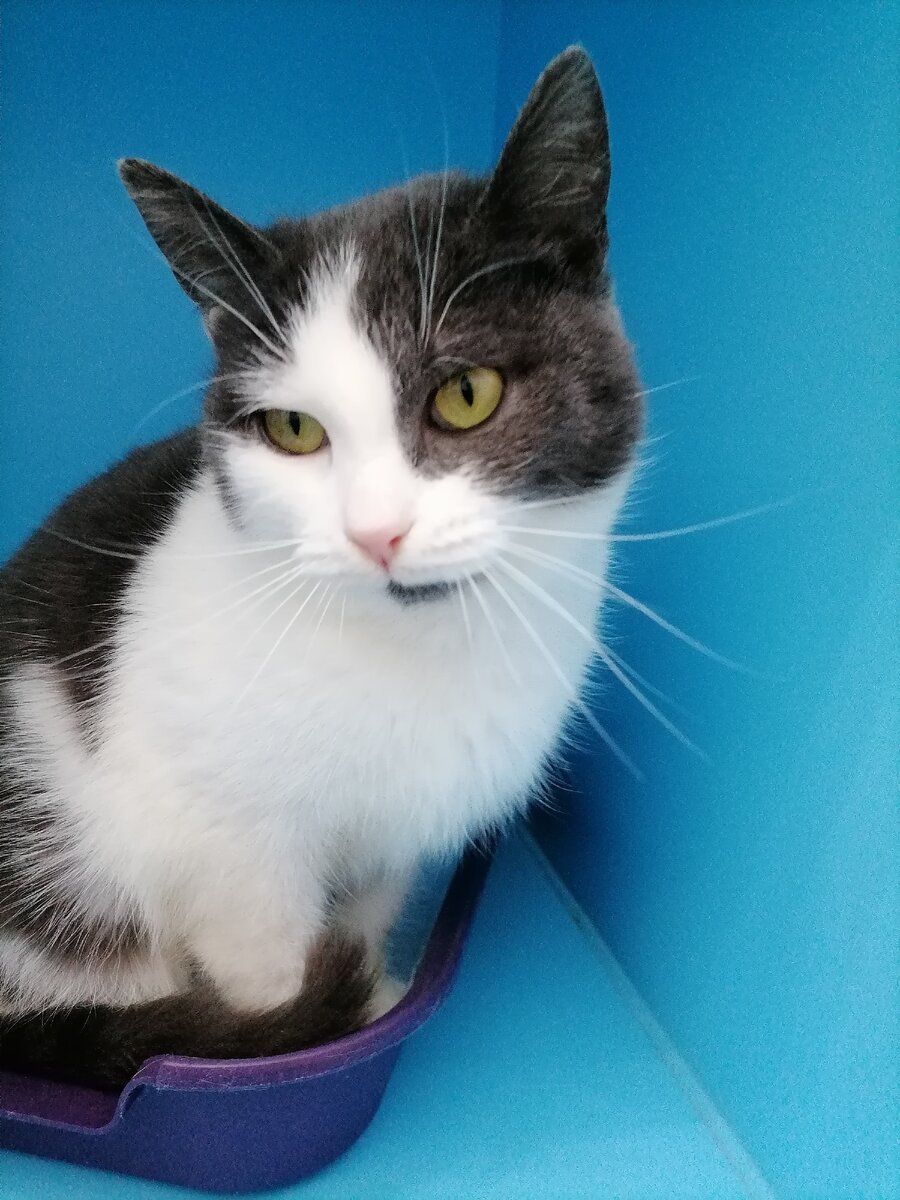 Пушистинка