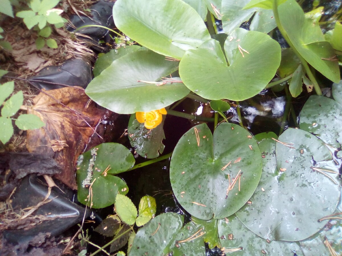 И это мой пруд!