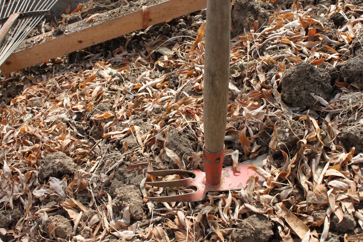 Сменила лопату на культиватор, чтобы сохранить здоровыми и почву, и спину. Теперь рекомендую всем