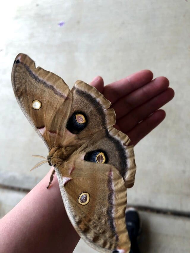 Источник: https://www.reddit.com/r/mildlyinteresting/comments/nl3u15/i_found_a_cyclops_moth_and_it_was_huge_bigger/