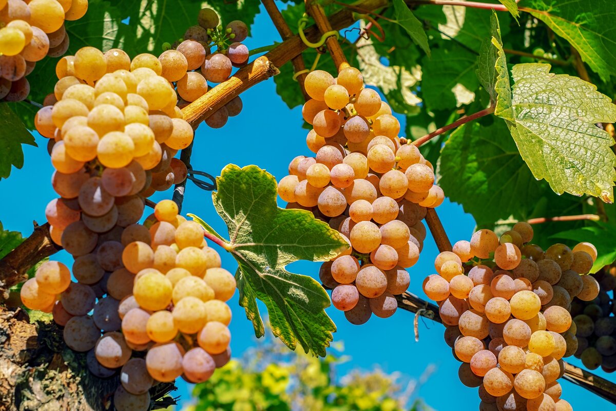 Изображение Grapes с сайта Pixabay