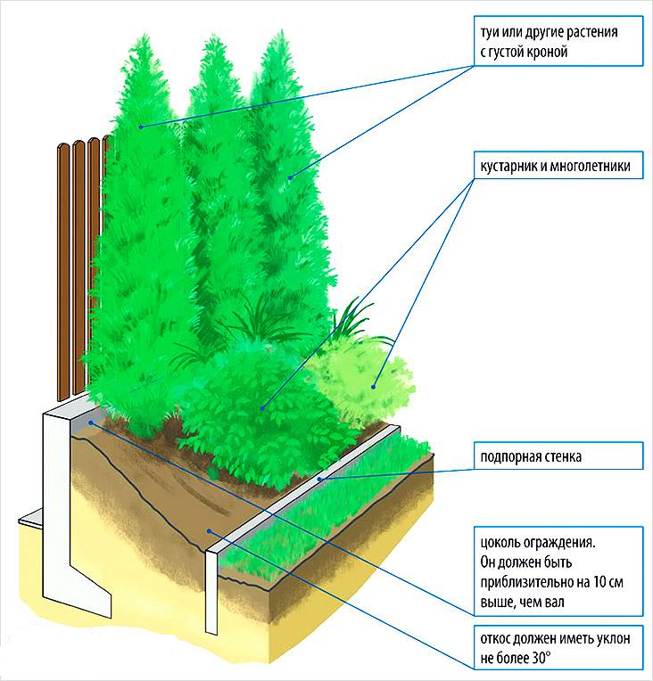 Кусты от забора на каком расстоянии. Схема посадки туй для живой изгороди. Норма посадки живой изгороди. Схема живой изгороди из хвойных растений. Живая изгородь туи и кустарники.