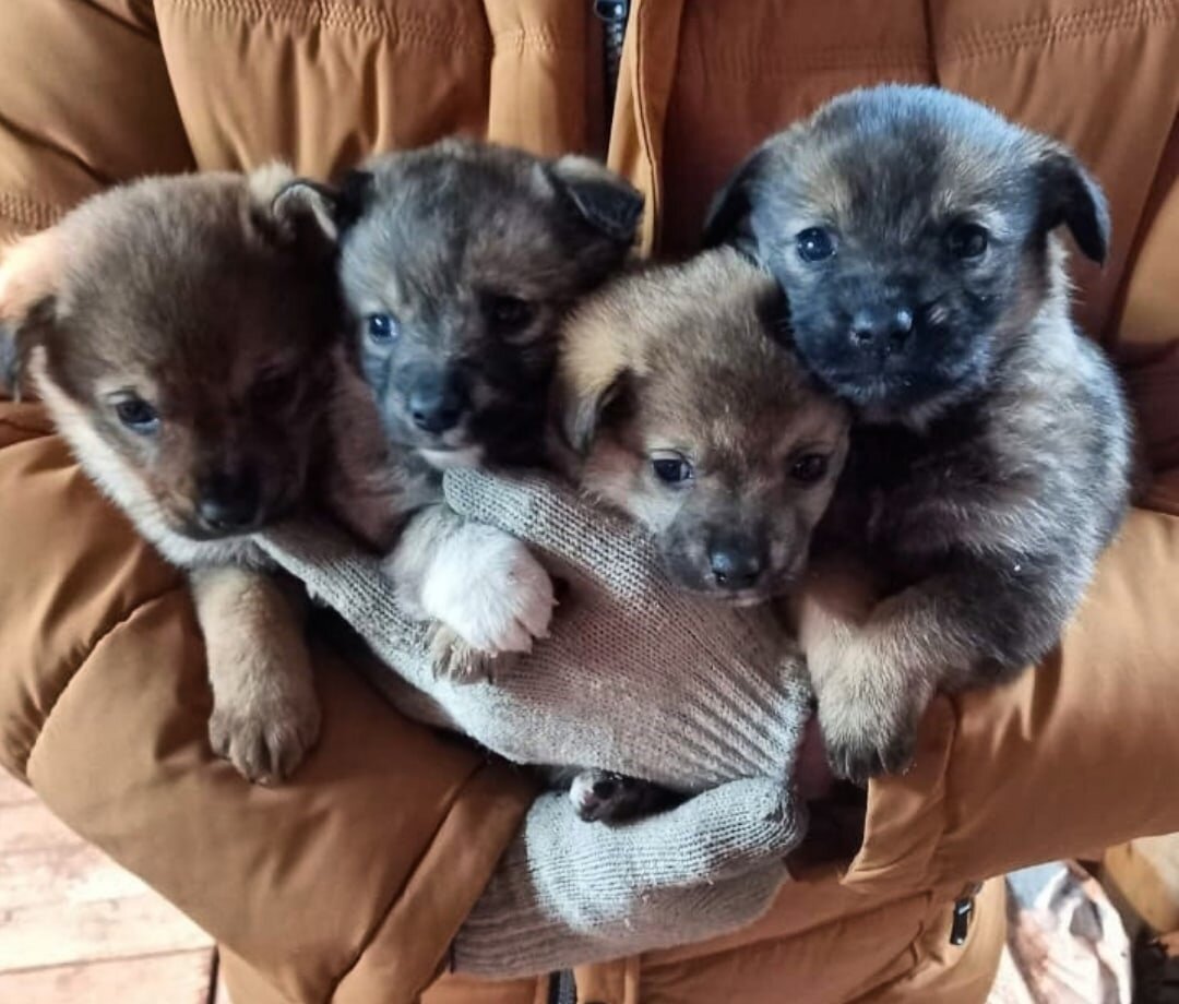 Целый живой букет мокроносов