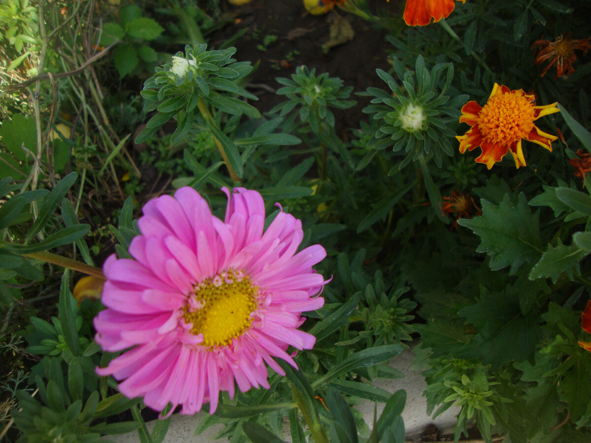 астры-самосевки