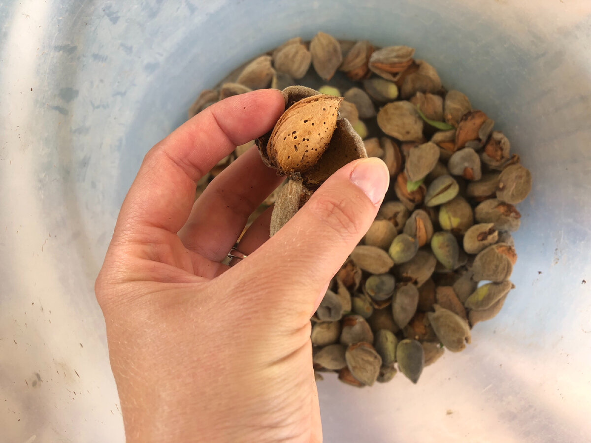 Очищенный миндаль от зелёной кожуры 