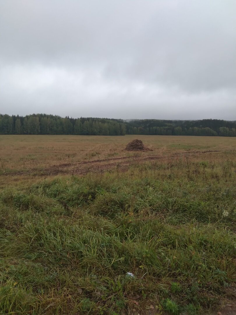 ОВСЯНОЕ ПОЛЕ .КОМБАЙНЫ СЖАЛИ!