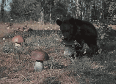 Источник: giphy.com