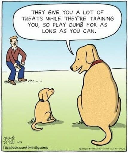 They give you a lot of treats while they're training you, so play dumb for as long as you can 
///
Они дают тебе много вкусняшек, пока дрессируют тебя, так что прикидывайся дураком так долго, как только сможешь