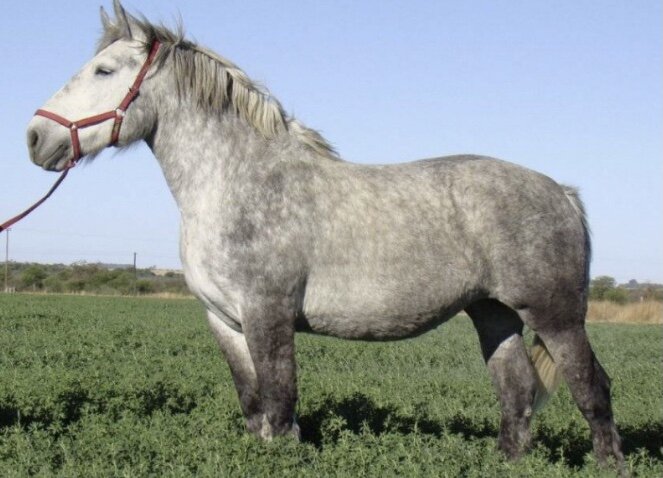 Фотография из Яндекс картинок для оформления статьи. Вот такой породы и серого цвета был Бамбовоз.