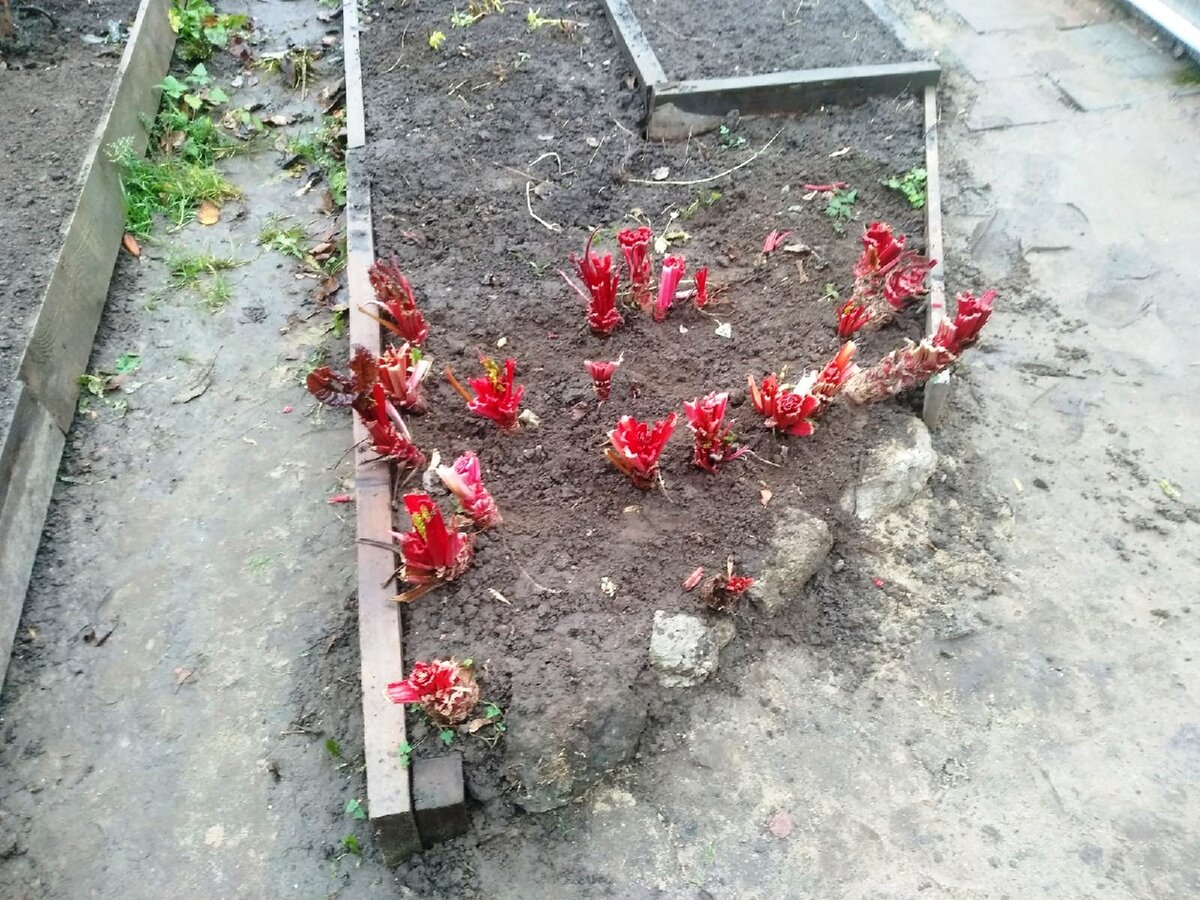 Пенёчки мангольда. Неразвитые растения выдернула