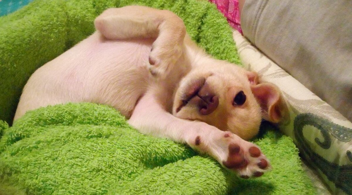 вот такой к нам приехала Саня