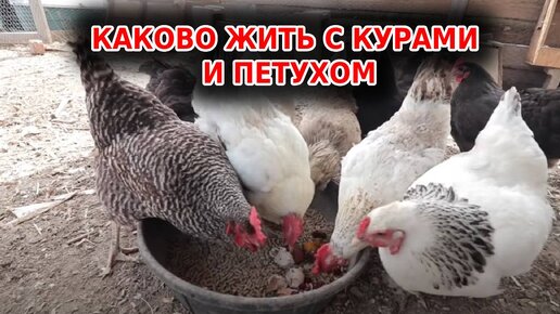 Куры несушки для новичков и какая польза от петуха?