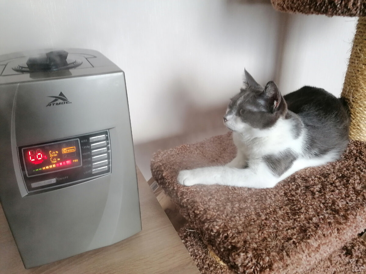 Шуня в тумане